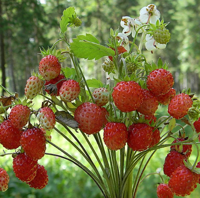 Плодовые кустарники фото